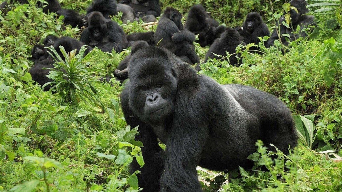 Bandar-log, Baboons, and the Rest
