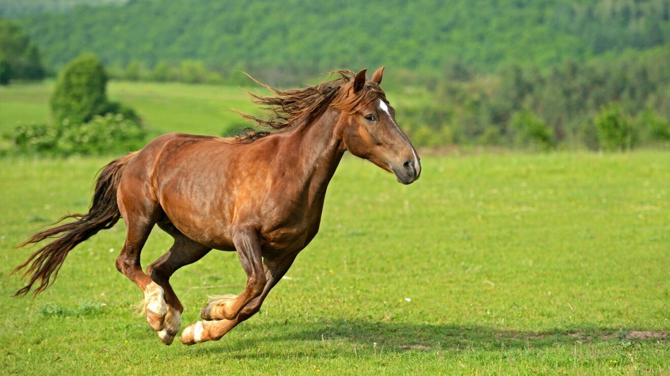 Full Gallop, Three Crosses
