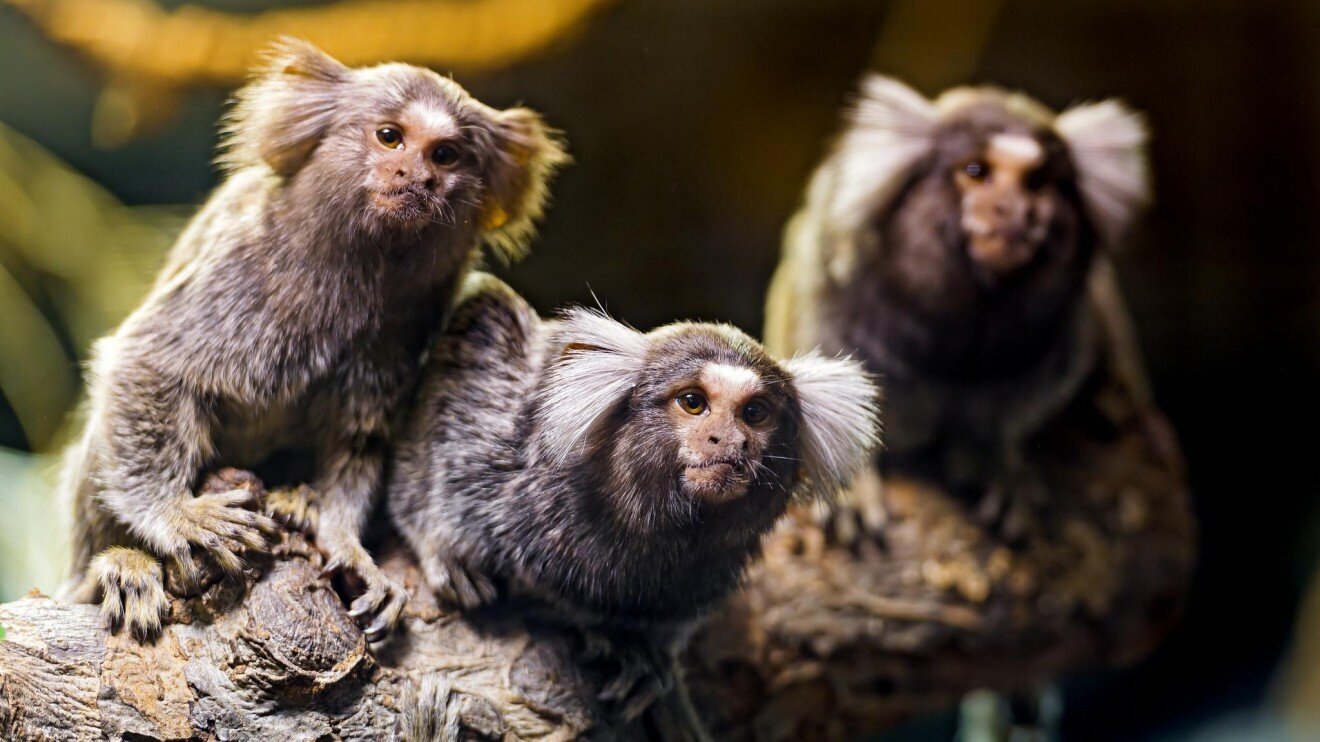 Marmosets