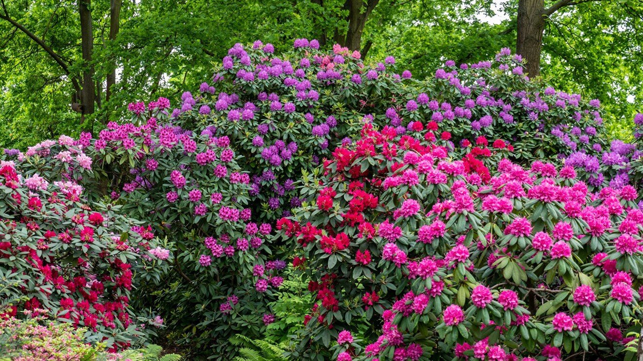Rhododendron