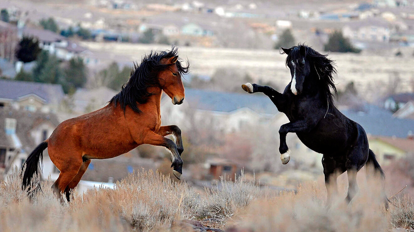 Mustangs