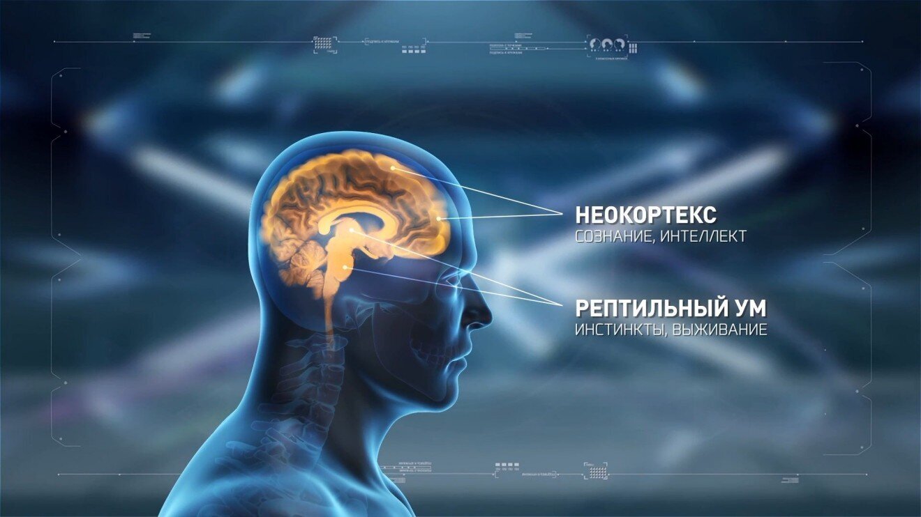 The Neocortex