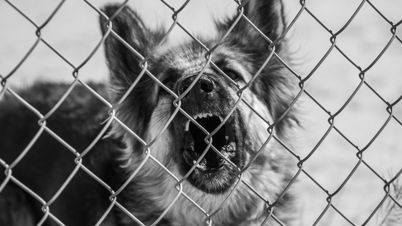 Chained Dogs in the Russian Tradition