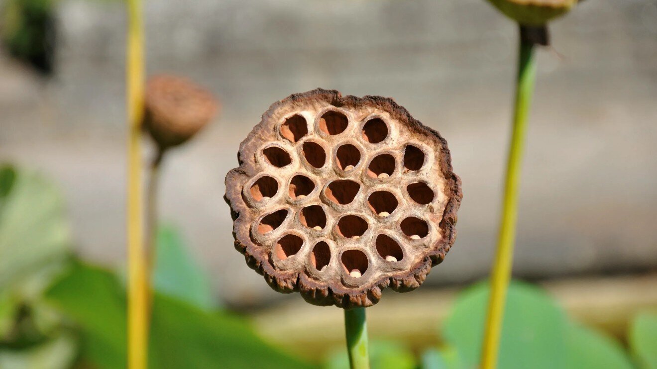 Trypophobia